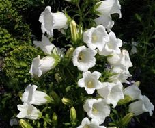 White Campanula