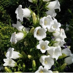 White Campanula