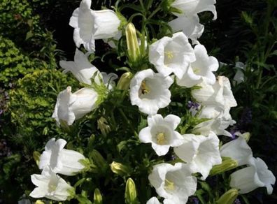 White Campanula