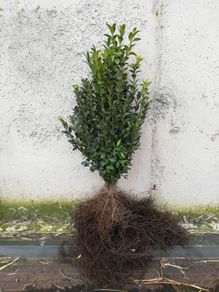 Box Hedging