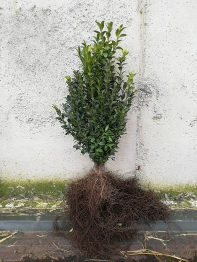 Box Hedging