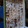 Antique Insects Display Image 5