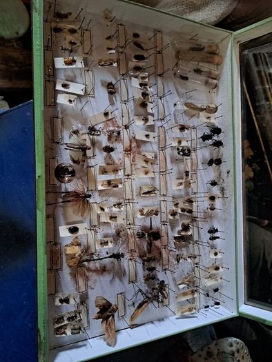 Antique Insects Display