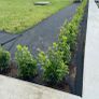 Box Hedging Image 5
