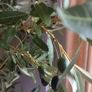 Very  large Olive tree Image 4