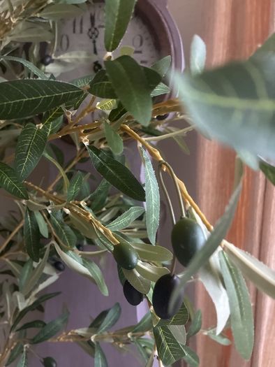 Very  large Olive tree