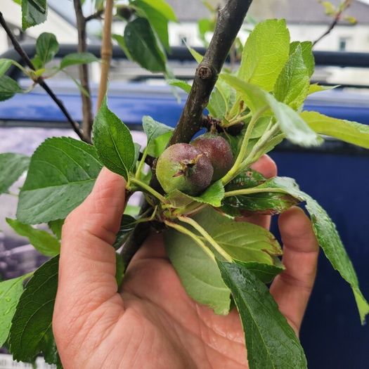 10 fruit trees