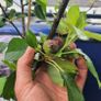 10 fruit trees Image 6