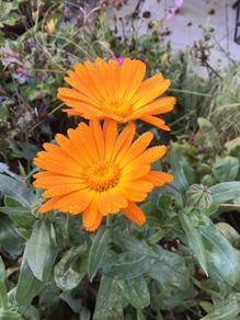 Euro3 for 250+ assorted Marigold seeds