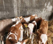Calves