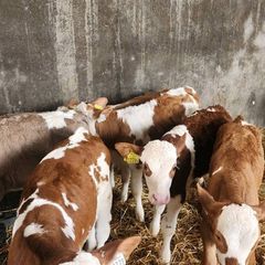 Calves