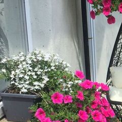 window box