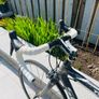 Sensa Toscana Carbon Fiber Frame Road Bike Image 4