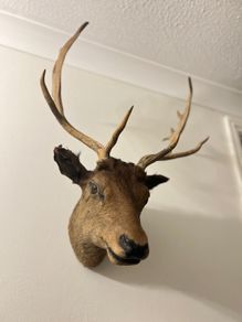 Antique Stags head