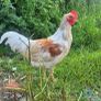 Roosters Image 2