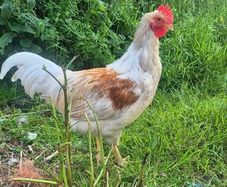 Roosters