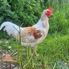 Roosters