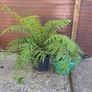 tree fern - dicksonia antarctica Image 3