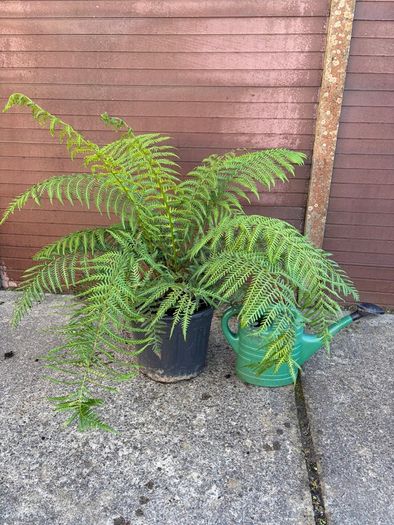 tree fern - dicksonia antarctica