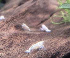 Tropical Fish