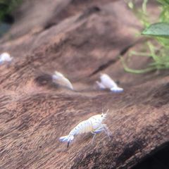 Tropical Fish