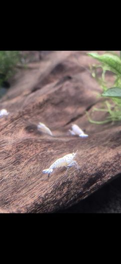 Tropical Fish