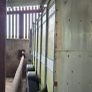 Cattle trailer Image 3