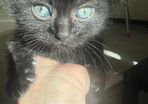kitten