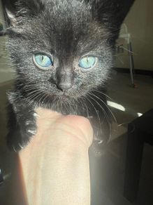 kitten