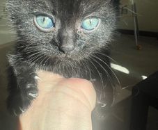 kitten