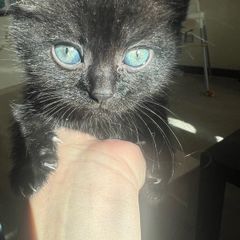 kitten