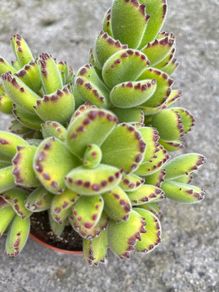 plant