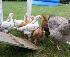 Rooster