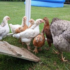 Rooster