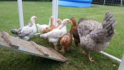 Rooster