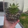 indoor plant with glass  pot Image 7