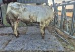 Charolais Pure Bred Bulls