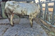 Charolais Pure Bred Bulls