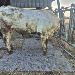 Charolais Pure Bred Bulls