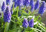 Muscari Seeds / Muscari Bulbs