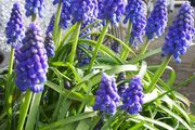 Muscari Seeds / Muscari Bulbs