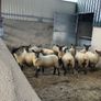 Suffolk - Cheviot Ewe Lambs breed from Scotch mule Image 2