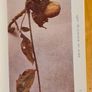 .The Observers Book Of TRRES & shrubs Of The British ISLES. 240 PAGES POCKET SIZE. Image 6
