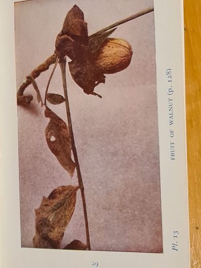 .The Observers Book Of TRRES & shrubs Of The British ISLES. 240 PAGES POCKET SIZE.