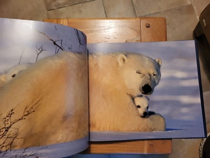Little Polar Bears by Thorsten Milse.