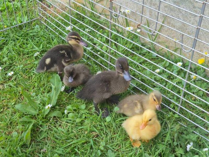 ducklings