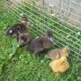 ducklings Image 4