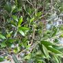 Extra large approx 200cm x 110cm fruit bearing very established olive tree no pot Image 3