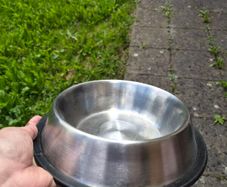 dog bowl
