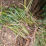 Phormium plants green variety garden perennials tall architectural plants Image 2